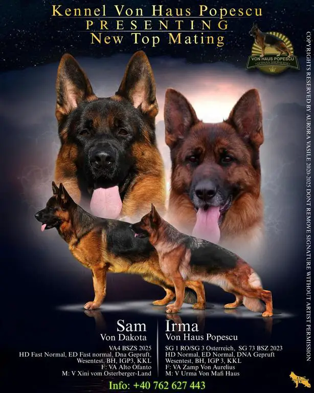 SG2 / VA4 Sam von Dakota son long hair for sale