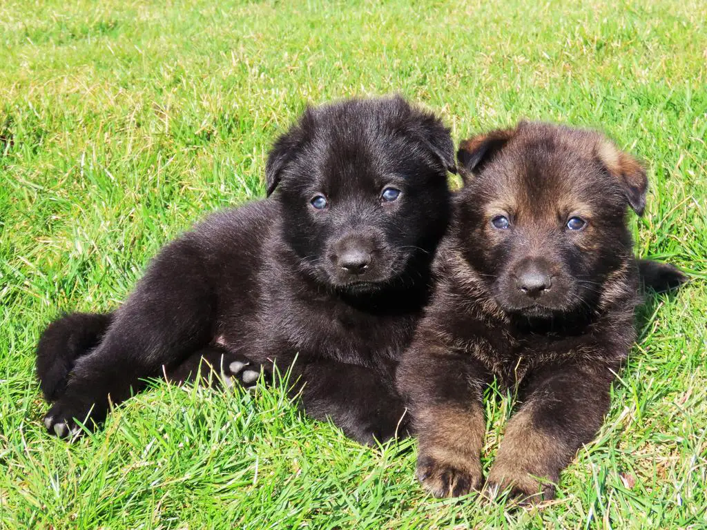 GSD puppies from the Czech Republic