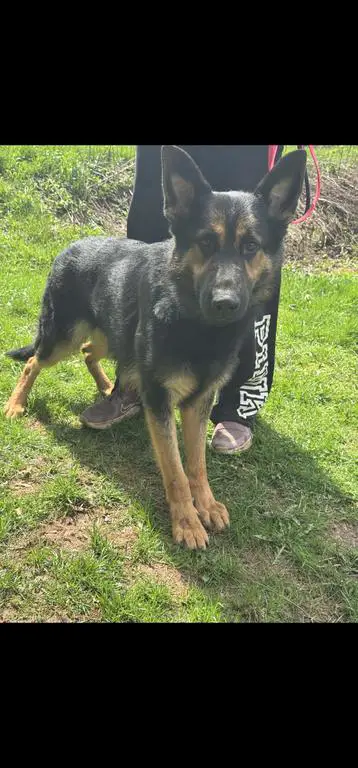 Torro vom Tierfreunde available for stud