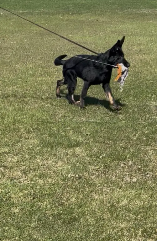 Dark Bi Colour Male Available DM Clear