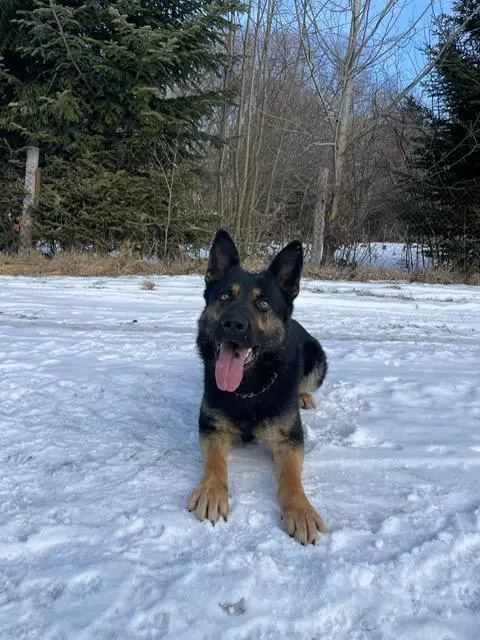 working line stud dog