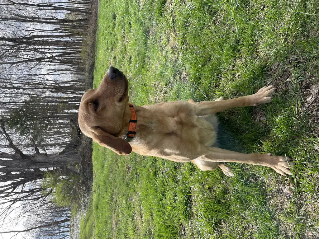 Female Field-Line Lab