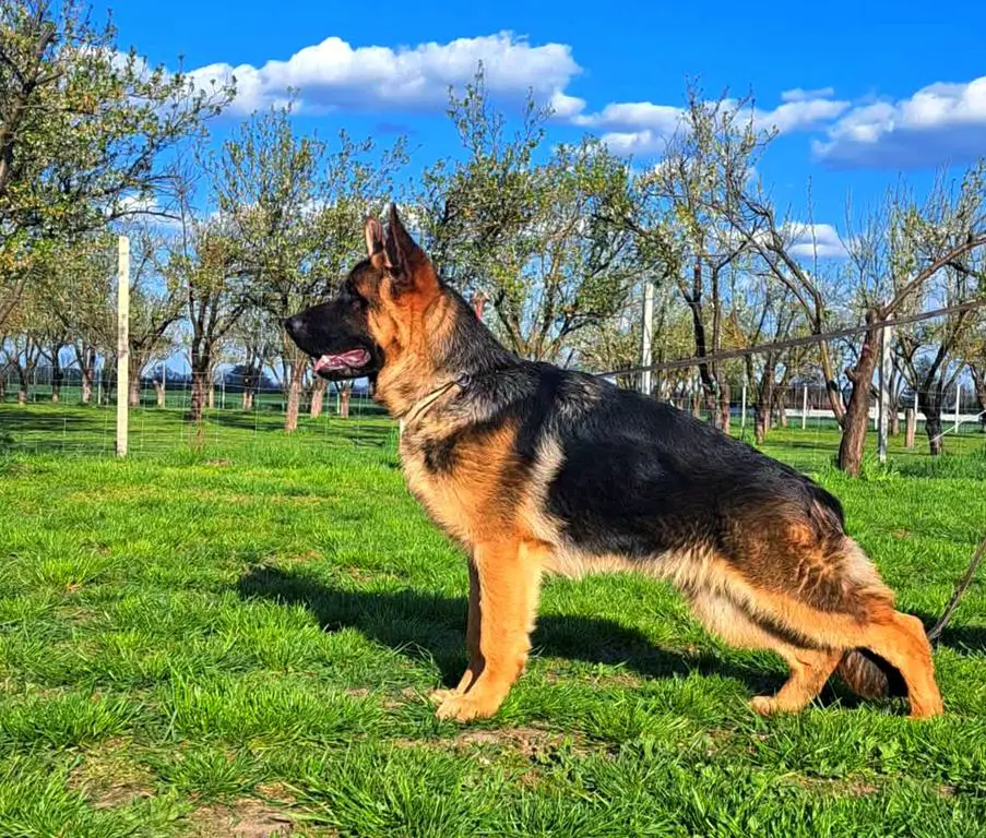 super show young male for sale