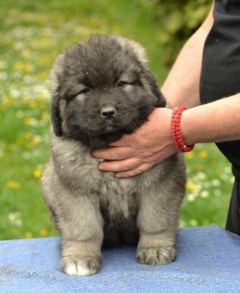 Caucasian shepherd puppies
