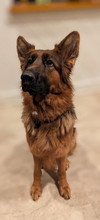 2 Yr. Red/Black LC WGSL