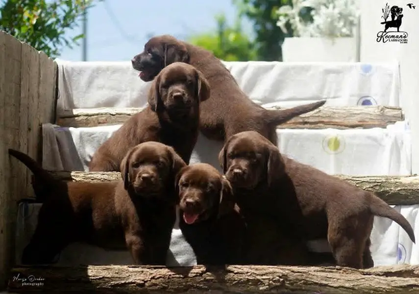 Labrador retriever puppies, chocolate