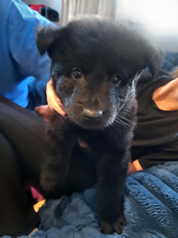 Solid black plush coat female German Shepherd fema