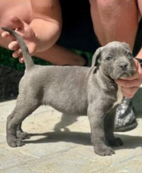Cane Corso puppies