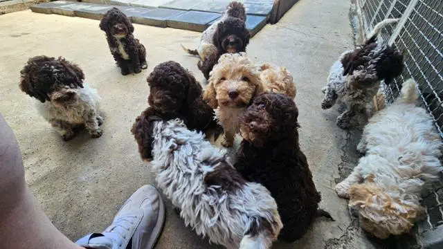 Lagotto Romagnolo puppies