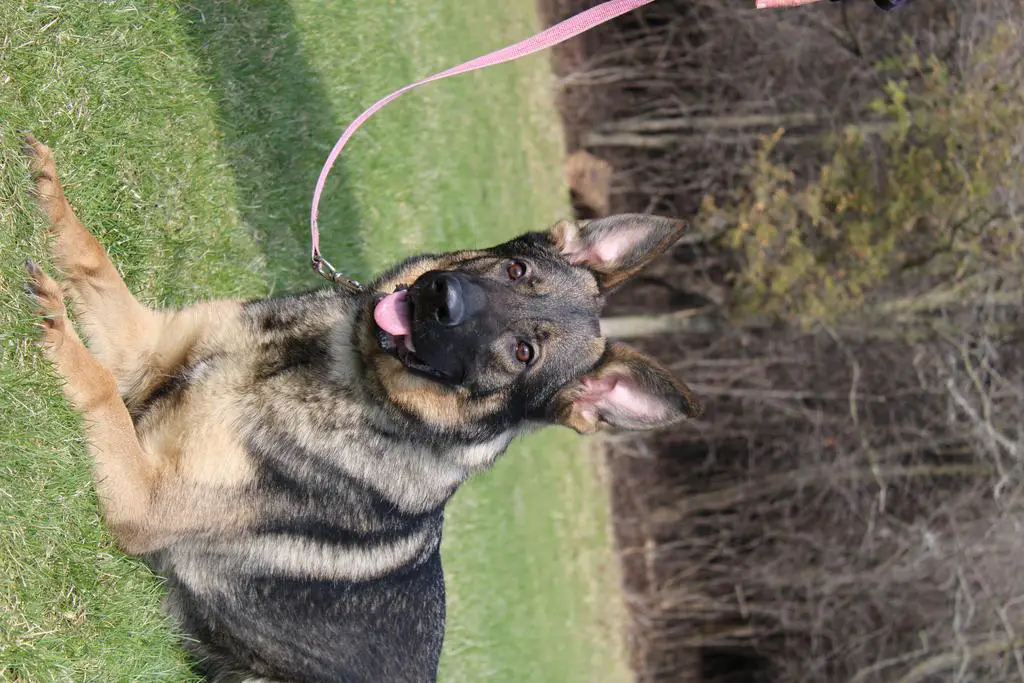 Sable Female Available
