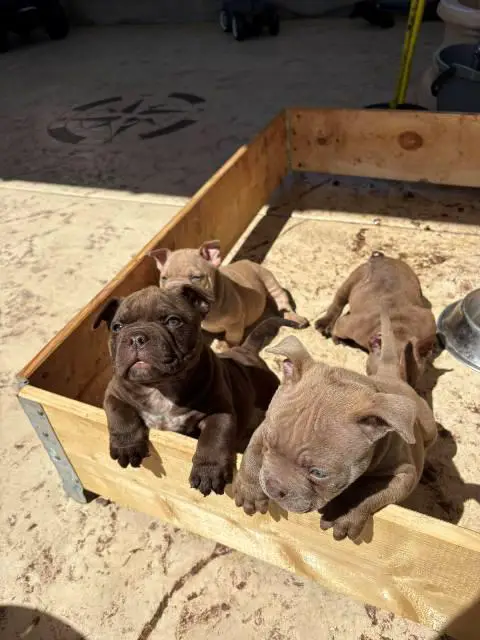 American bully exotic-micro puppies