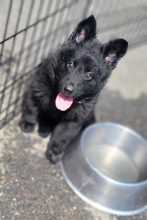 Solid black female
