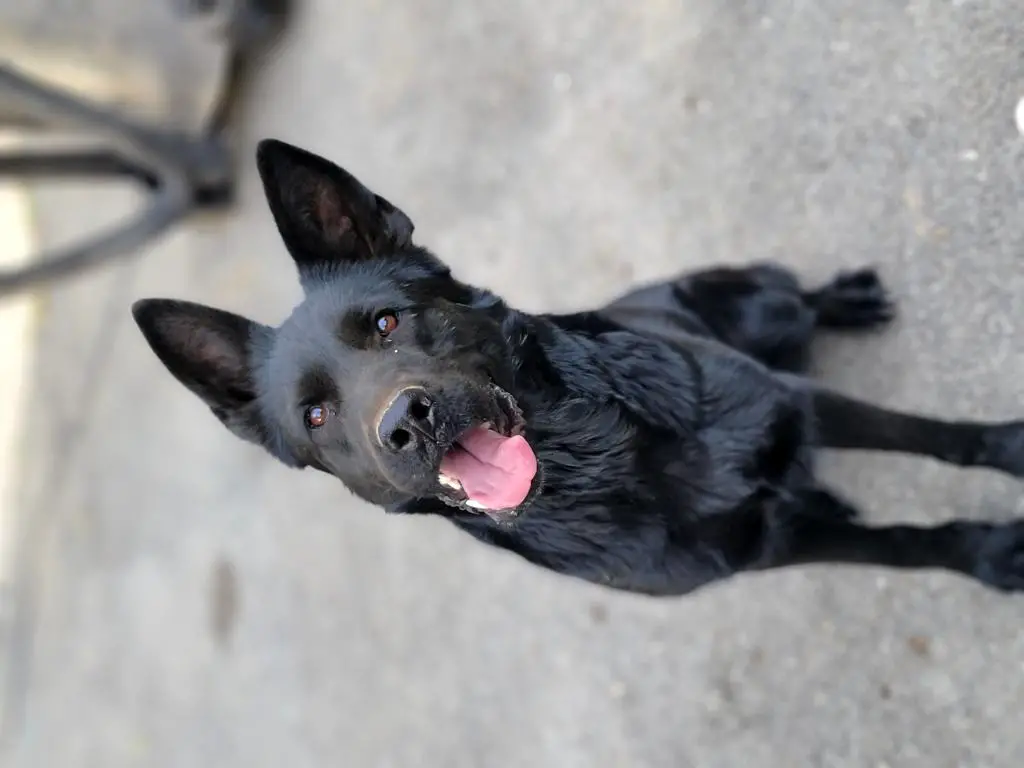 DDR female - possibly bred