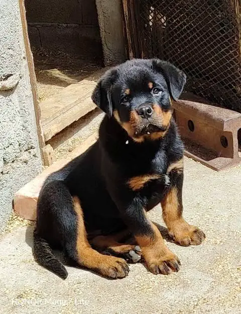 Rottweiler, first choice male puppy