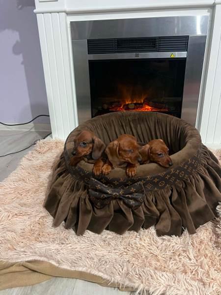 Short-haired Dachshunds