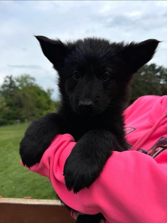 DDR/Czech German Shepherd female Puppy