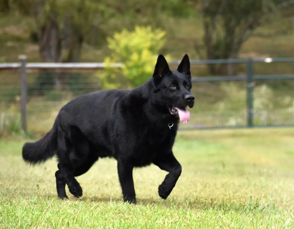 Working Line German Shepherd Puppies!