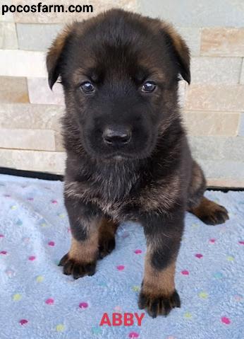 AKC Working Line German Shepherd Puppies