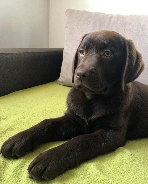 Chocolate Labrador Retriever Puppies