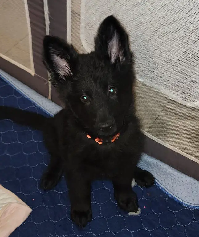 DDR/Czech German Shepherd Puppy