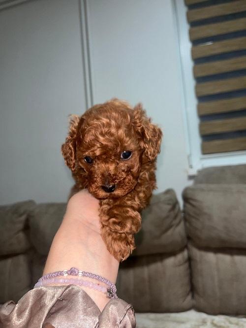 Toy poodles