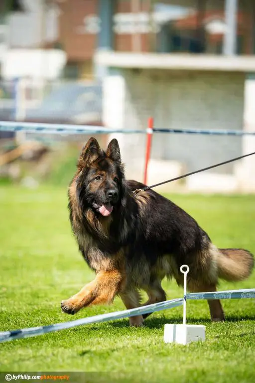 V1 Jason Vom Naisshof Puppies