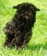 Affenpinscher