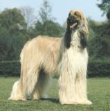 Afghan Hound