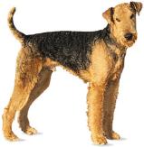 Airedale Terrier