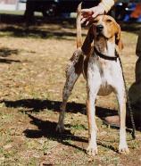 American English Coonhound