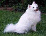 American Eskimo Dog