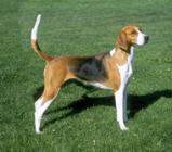 American Foxhound