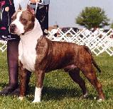 American Staffordshire Terrier