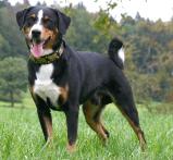 Appenzeller Sennenhunde