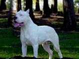 Argentine Dogo