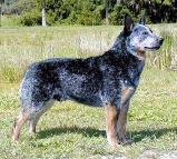 Australian Cattle Dog