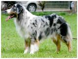 Australian Shepherd