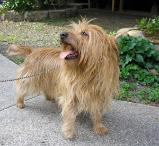 Australian Terrier