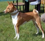 Basenji