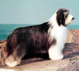 Bearded Collie