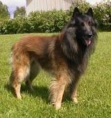 Belgian Tervuren