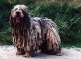 Bergamasco