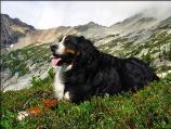 Bernese Mountain Dog