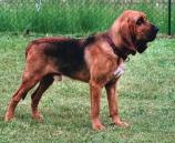 Bloodhound