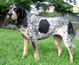 Bluetick Coonhound