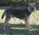 Border Terrier