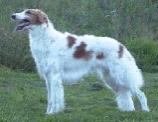 Borzoi