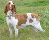 Bracco Italiano