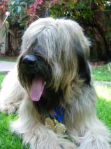 Briard