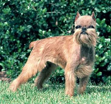 brussels griffon